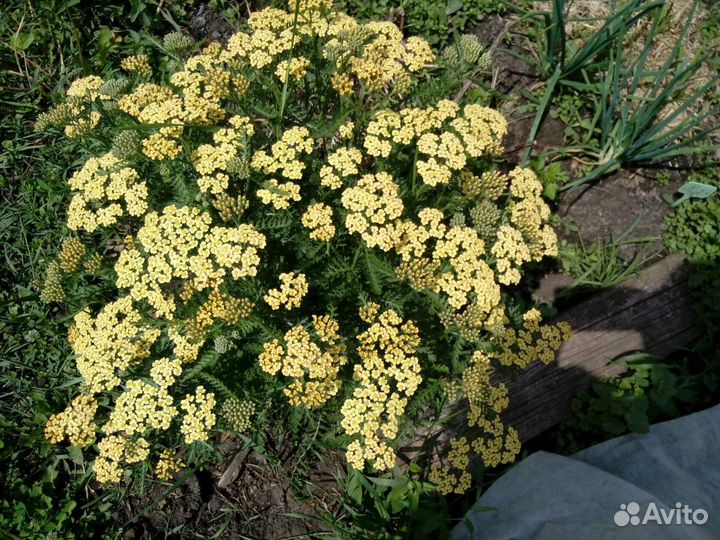 Пижма, тысячелистники