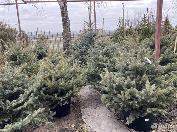 Ель голубая и зеленая