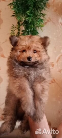 Померанский шпиц