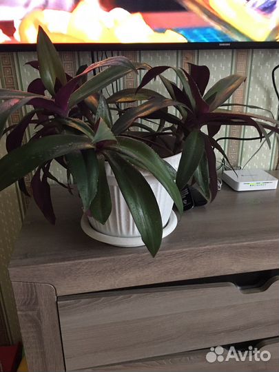 Хлорофитум,рэо