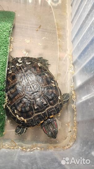 Красноухая черепаха бесплатно