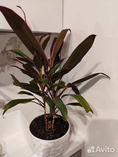 Пальма (Кордилина, Драцена)