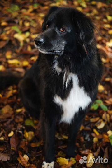 Метис Ньюфаундленда ищет семью