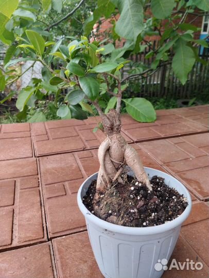 Фикус гинсенг микрокарпа