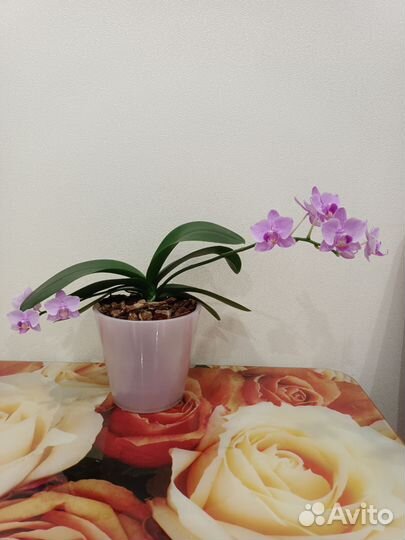 Орхидея фаленопсис