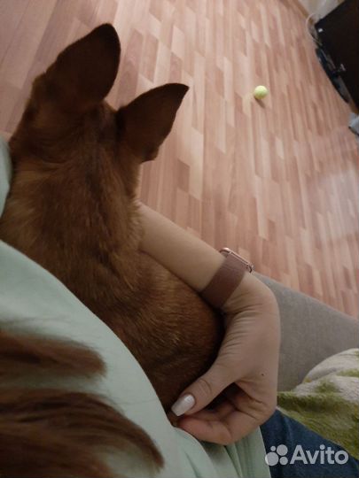 Передержка домашних животных