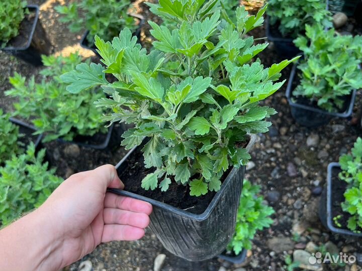 Хризантема корейская