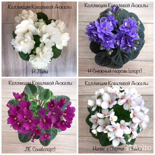 Цветущие фиалки