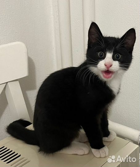 Котенок черно-белый