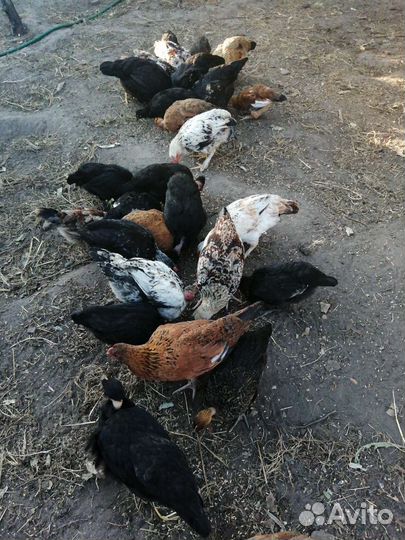 Куры молодки