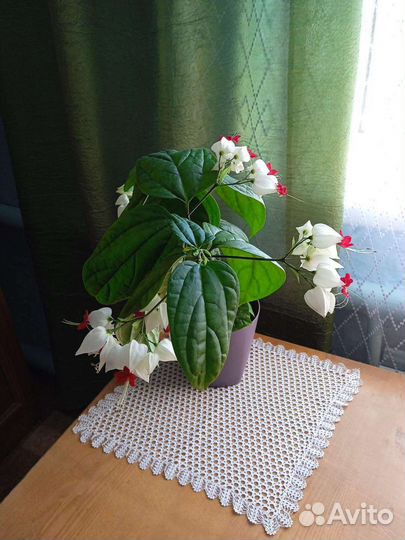 Клеродендрум