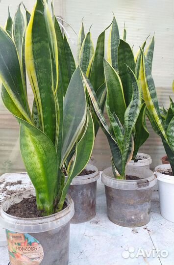 Сансевиерия