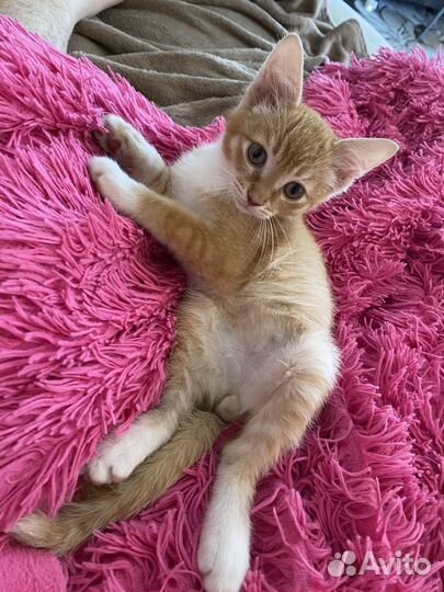 Рыжий котенок мальчик