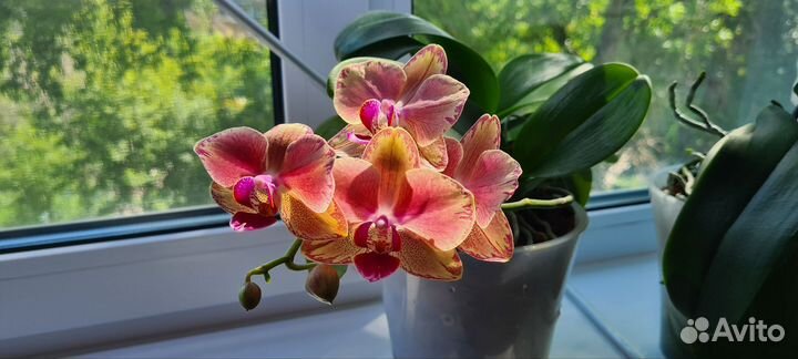 Орхидея фаленопсис