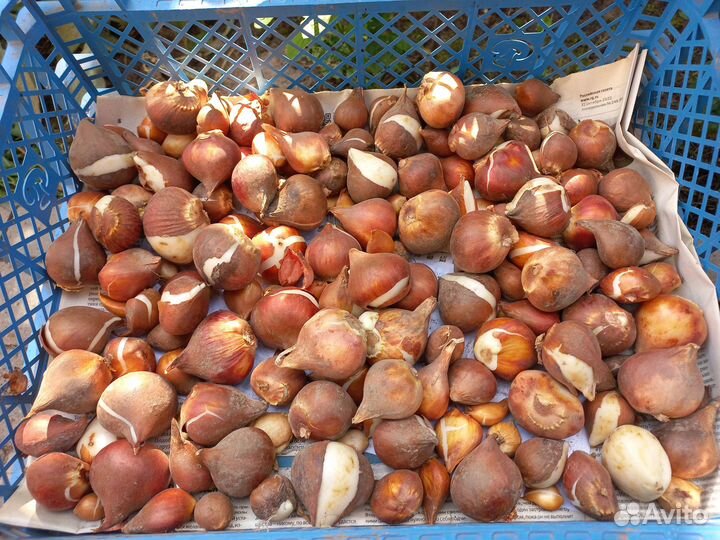 Луковицы тюльпанов