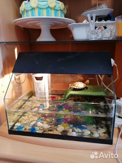 Аквариум для черепах