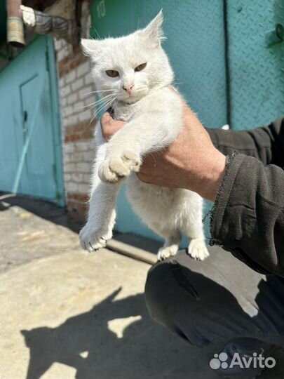 Классный молодой кот в добрые руки