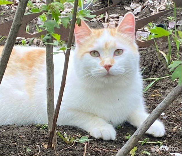 Котик в добрые руки