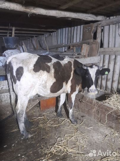 Коровы дойные молочные