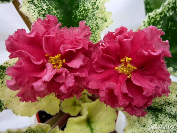 Сортовые сенполии