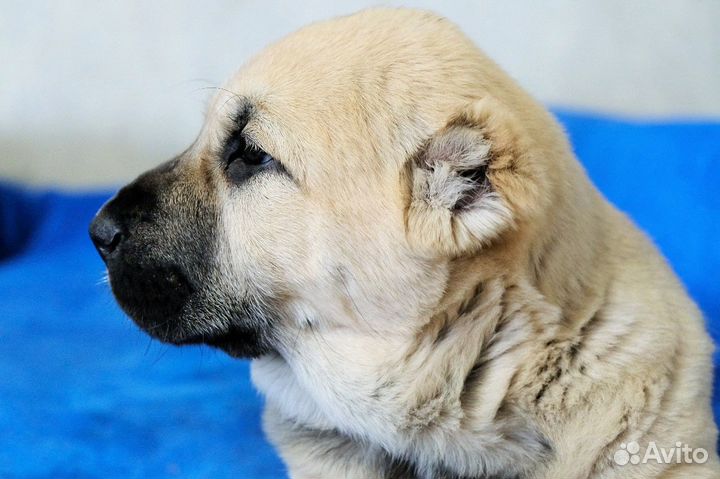 Щенки среднеазиатской овчарки