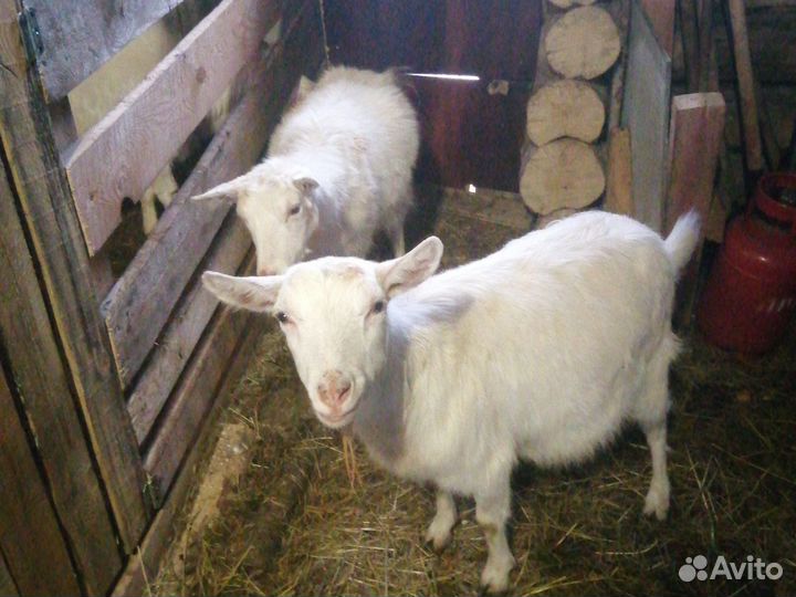 Козы и козёл