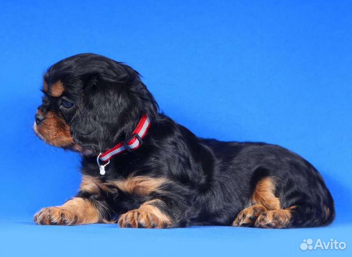 Кавалер кинг чарльз спаниель щенки