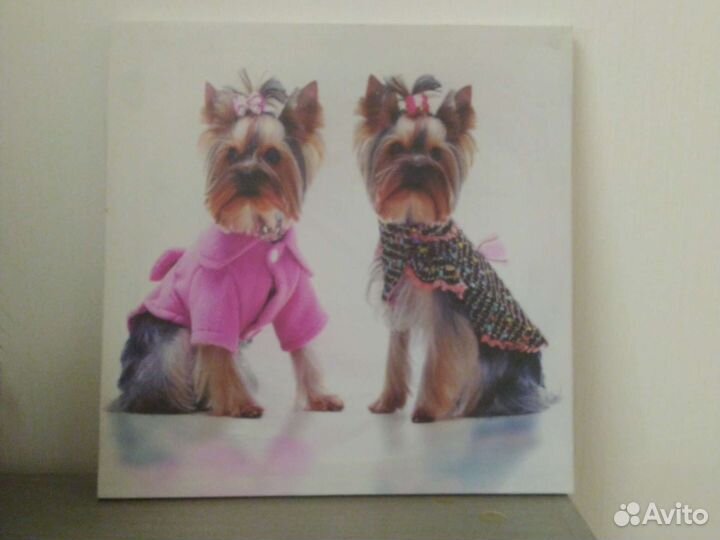 Йорки не картина