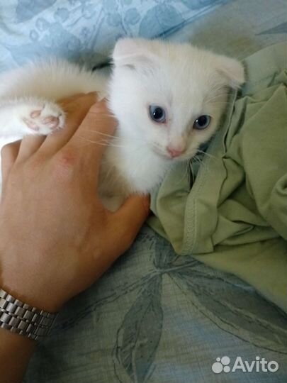 Красавчики котятки