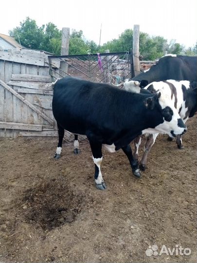 Продам быков