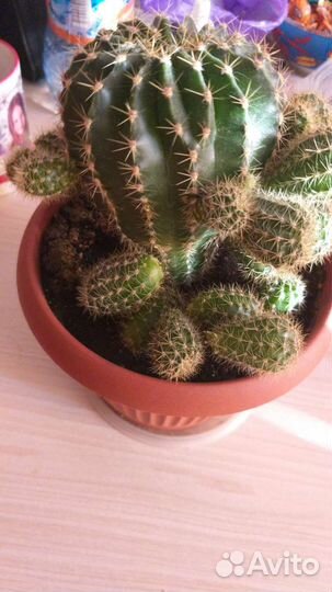 Детки Кактуса