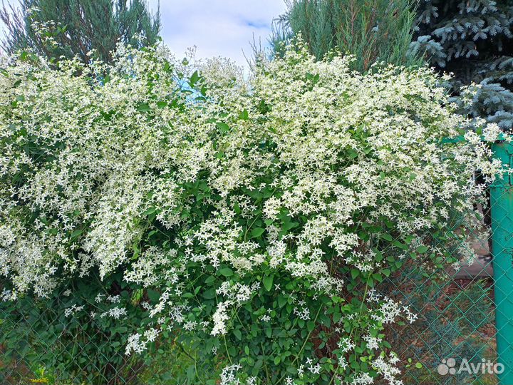 Клематис белый мелкоцветковый