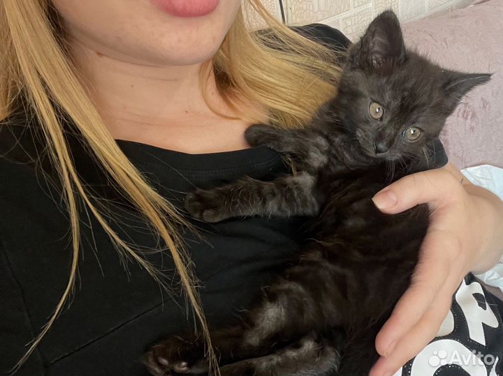 Передержка животных