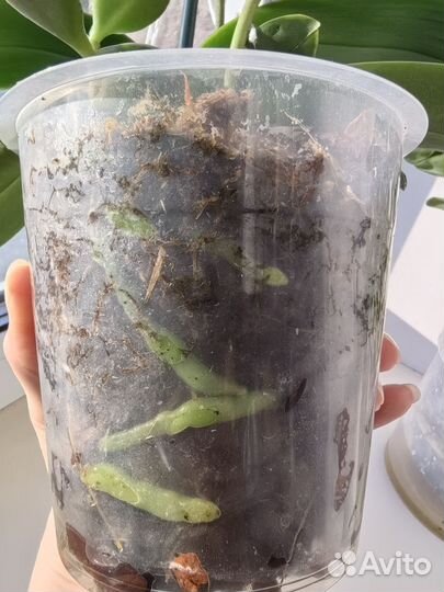 Орхидея фаленопсис