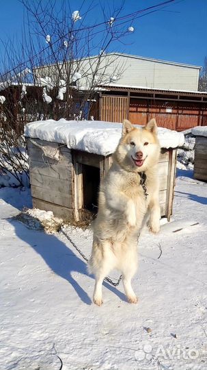 Собака Пушинка девочка