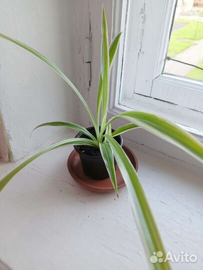 Хлорофитум