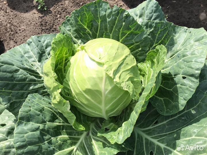 Петрушка,кабачки,капуста ранняя со своего огорода