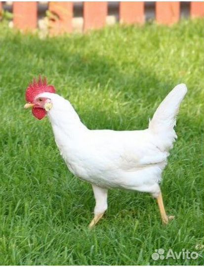 Куры несушки