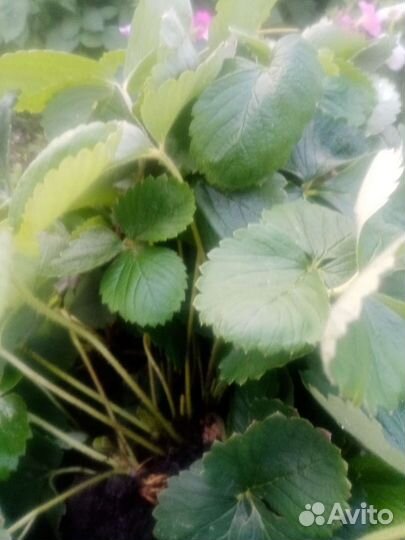 Саженцы клубники Фестивальная (садовая земляника)