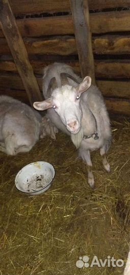 Коза с козлятами