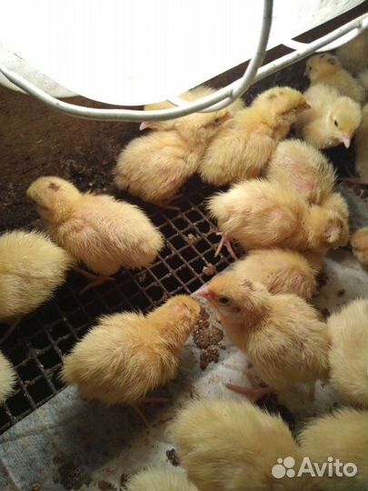 Перепел:.птенцы