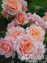 Роза Поль Бокюз Шраб