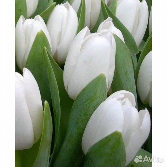 Луковицы тюльпанов оптом