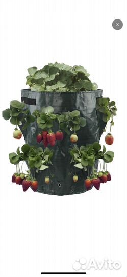 Рассада клубники