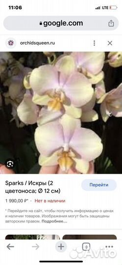 Орхидея Фаленопсис