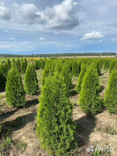 Туя Смарагд 140 см