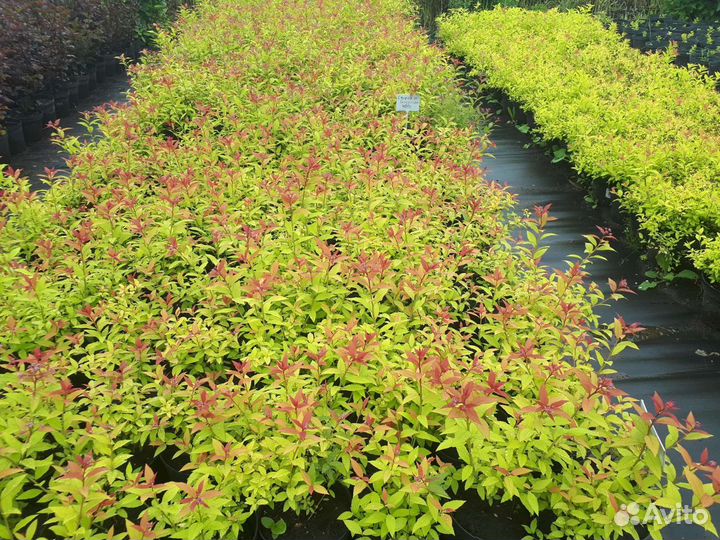 Саженцы Спирея японская