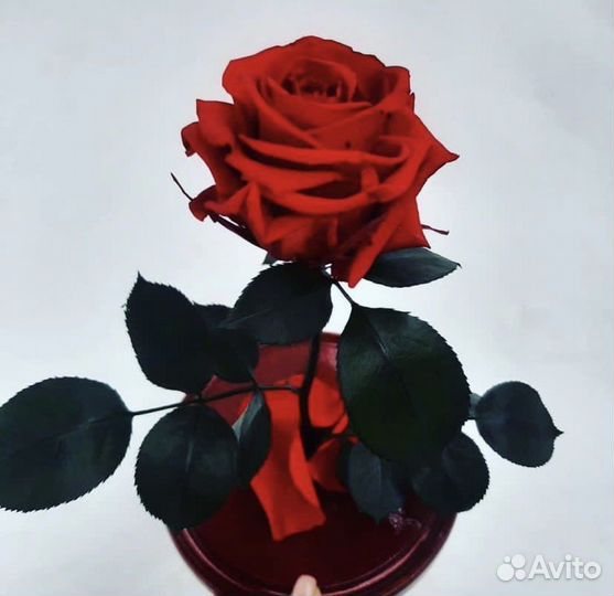 Роза в колбе