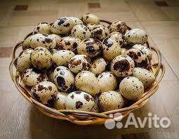 Свежие перепелиное яйцо, мясо перепелов. Перепелки