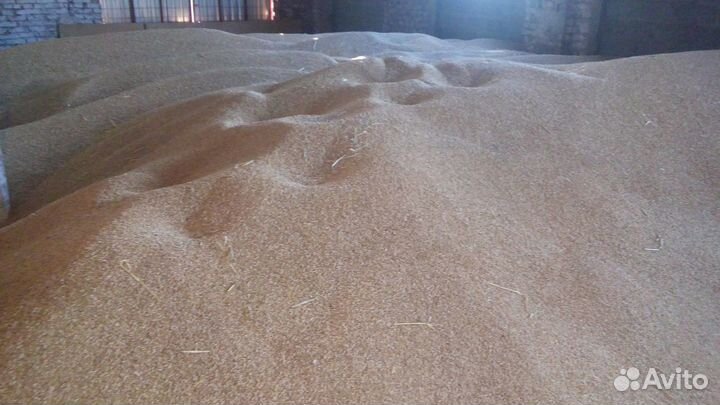 Озимая пшеница